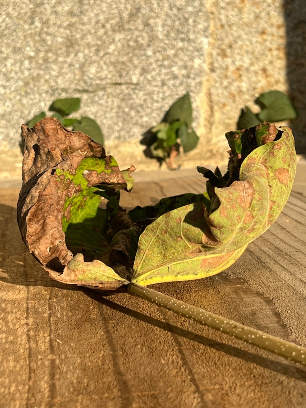 Paulownia & Kyoto-style&nbsp;Sashimono